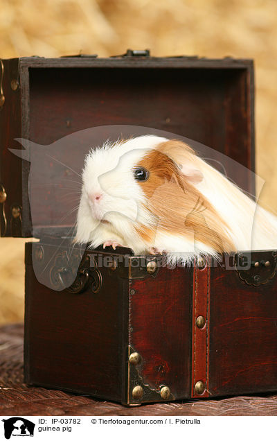 Meerschweinchen / guinea pig / IP-03782