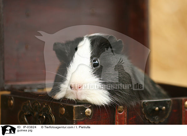 Glatthaarmeerschweinchen / guinea pig / IP-03824