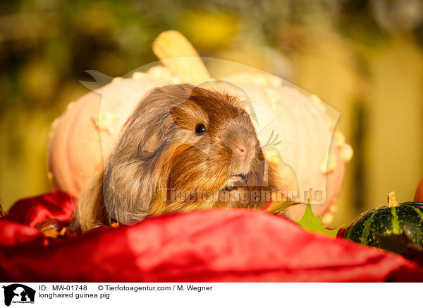 Langhaarmeerschweinchen / longhaired guinea pig / MW-01748
