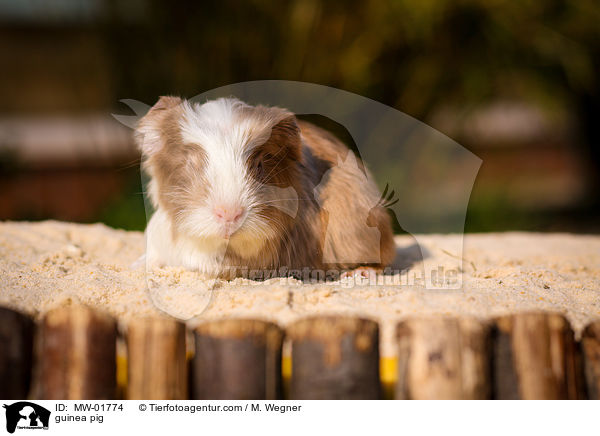 Meerschweinchen / guinea pig / MW-01774