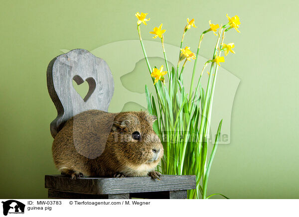 Meerschweinchen / guinea pig / MW-03783