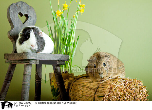 2 Meerschweinchen / 2 guinea pigs / MW-03790