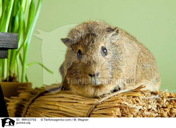 Meerschweinchen / guinea pig / MW-03792