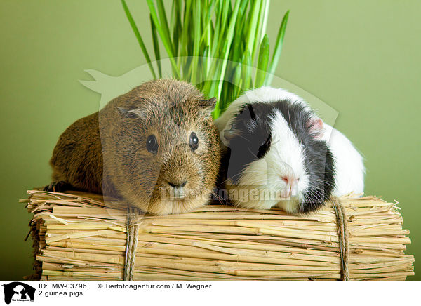 2 Meerschweinchen / 2 guinea pigs / MW-03796