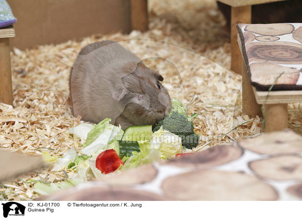 Glatthaarmeerschwein / Guinea Pig / KJ-01700