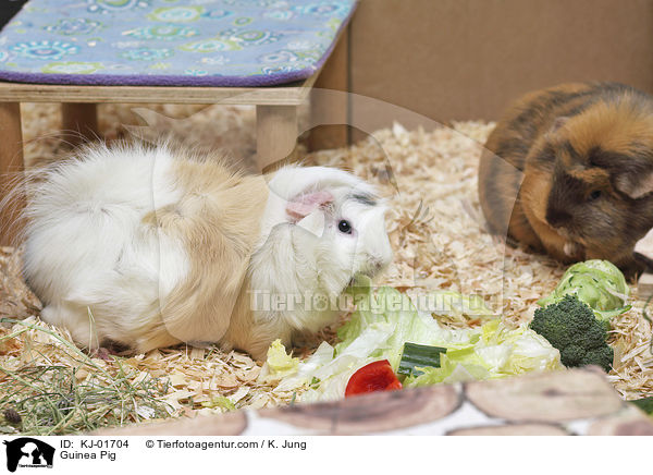 Meerschweinchen / Guinea Pig / KJ-01704