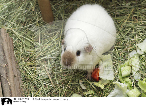 Glatthaarmeerschwein / Guinea Pig / KJ-01719