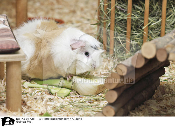Meerschweinchen / Guinea Pig / KJ-01726