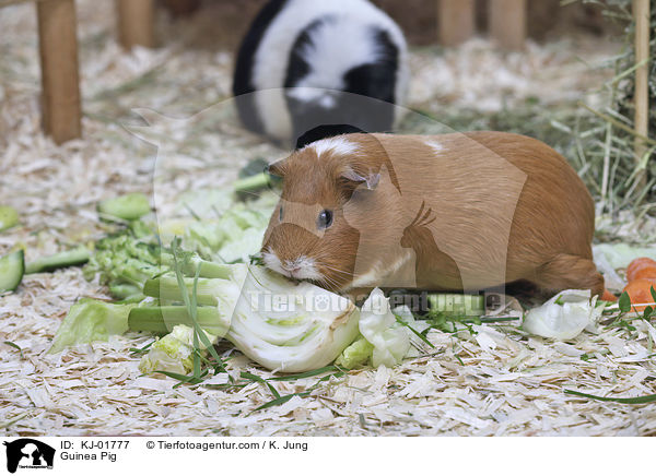 Guinea Pig / KJ-01777