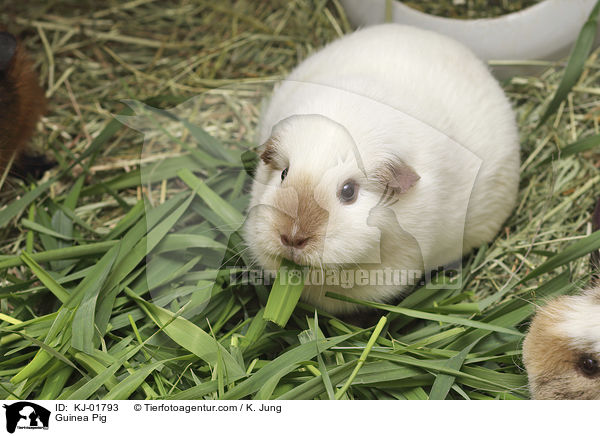 Guinea Pig / KJ-01793