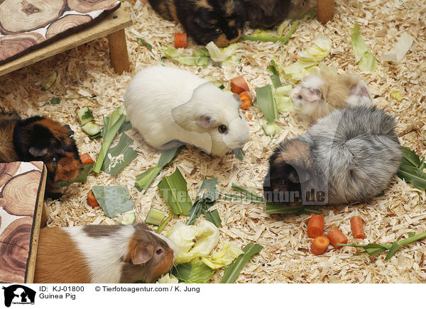 Guinea Pig / KJ-01800