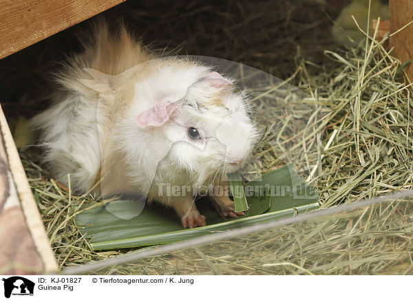 Meerschweinchen / Guinea Pig / KJ-01827