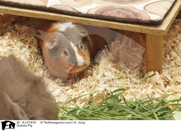 Glatthaarmeerschwein / Guinea Pig / KJ-01834