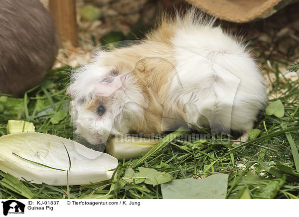 Meerschweinchen / Guinea Pig / KJ-01837