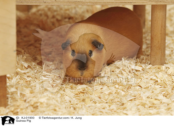 Glatthaarmeerschwein / Guinea Pig / KJ-01900