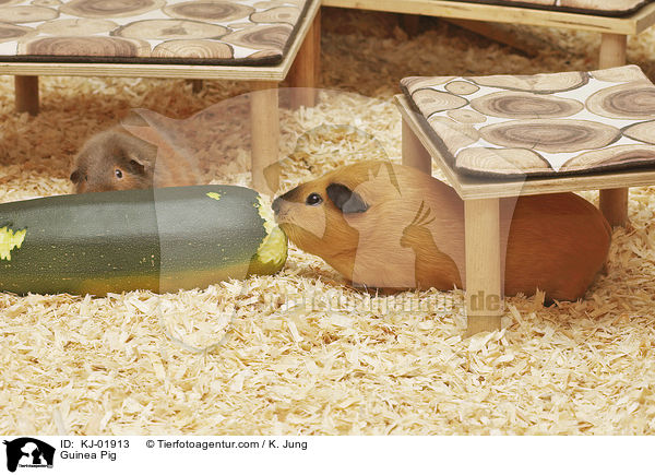 Glatthaarmeerschwein / Guinea Pig / KJ-01913