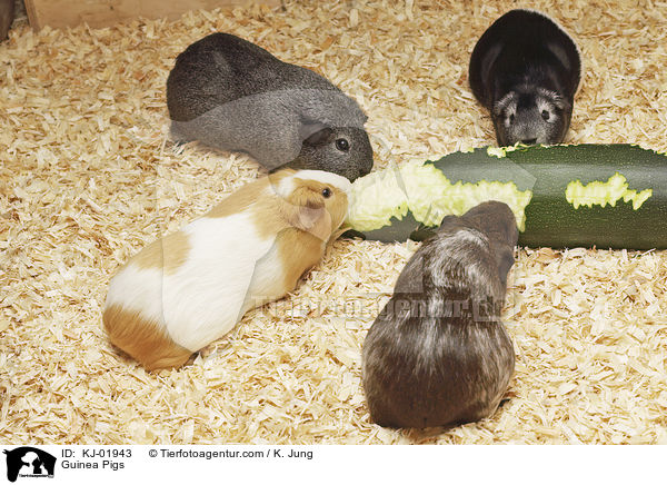 Meerschweinchen / Guinea Pigs / KJ-01943