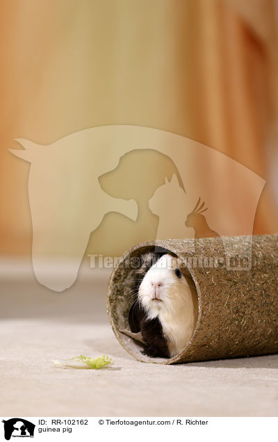Meerschweinchen / guinea pig / RR-102162