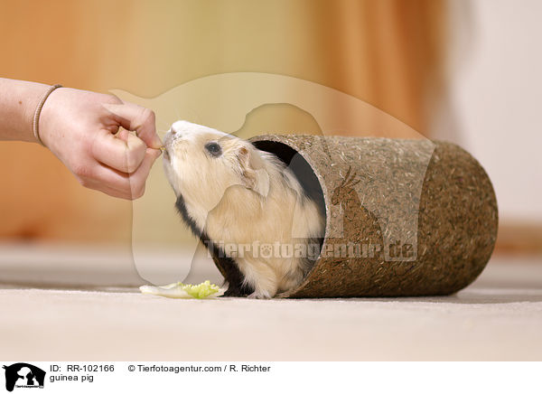 Meerschweinchen / guinea pig / RR-102166