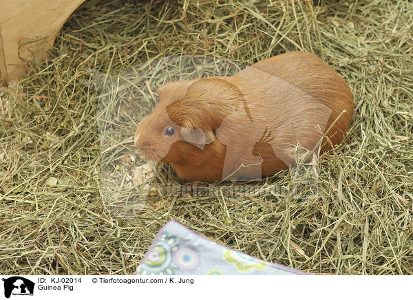 Glatthaarmeerschwein / Guinea Pig / KJ-02014