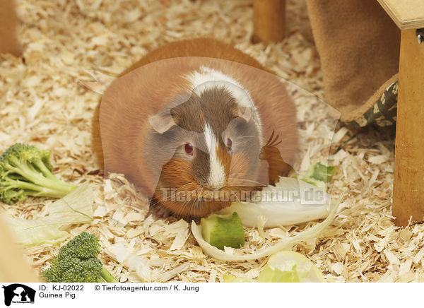 Glatthaarmeerschwein / Guinea Pig / KJ-02022