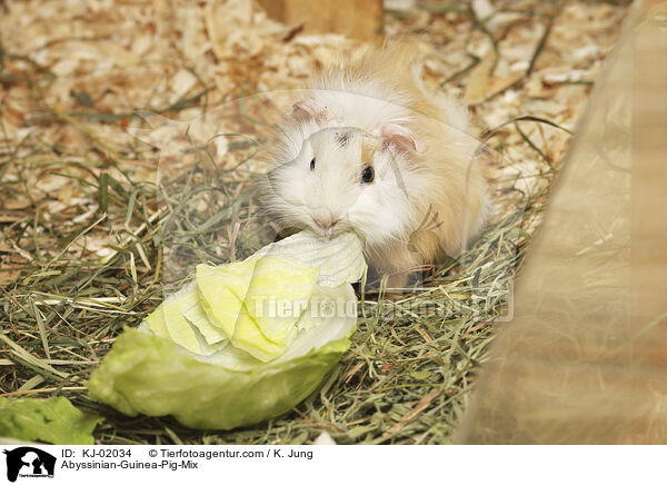 Rosettenmeerschweine-Mischlinge / Abyssinian-Guinea-Pig-Mix / KJ-02034