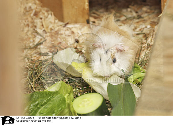 Rosettenmeerschweine-Mischlinge / Abyssinian-Guinea-Pig-Mix / KJ-02036