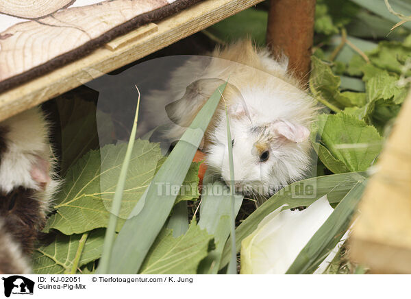 Rosettenmeerschweine-Mischlinge / Guinea-Pig-Mix / KJ-02051