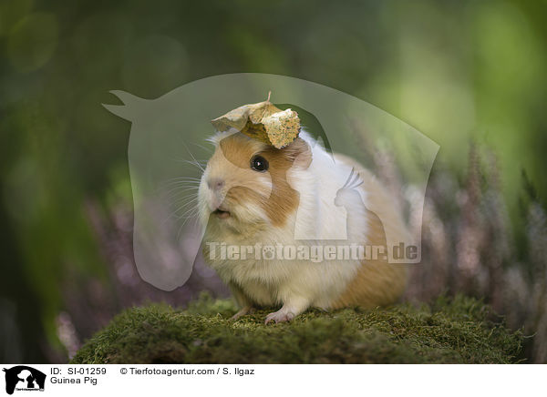 Meerschweinchen / Guinea Pig / SI-01259