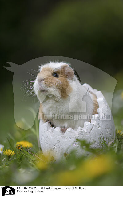 Meerschweinchen Portrait / Guinea Pig portrait / SI-01262