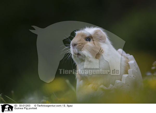 Meerschweinchen Portrait / Guinea Pig portrait / SI-01263