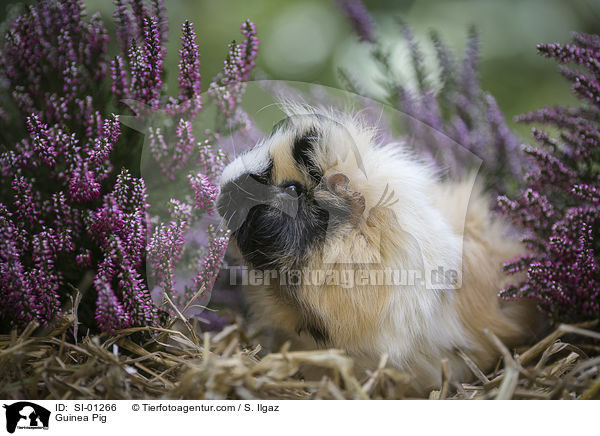 Meerschweinchen / Guinea Pig / SI-01266