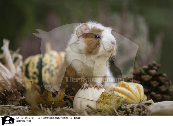 Meerschweinchen / Guinea Pig / SI-01270