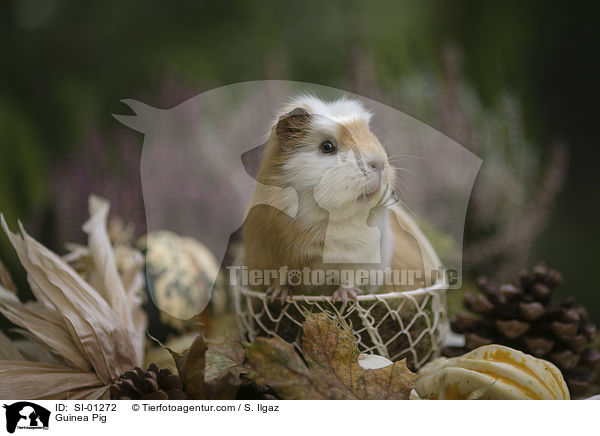 Meerschweinchen / Guinea Pig / SI-01272