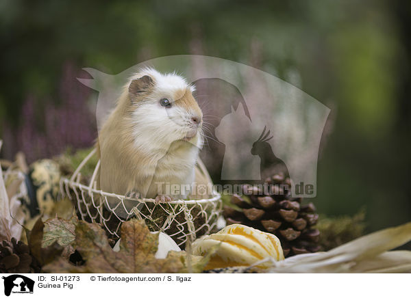 Meerschweinchen / Guinea Pig / SI-01273