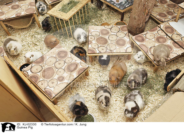 Meerschweinchen / Guinea Pig / KJ-02330