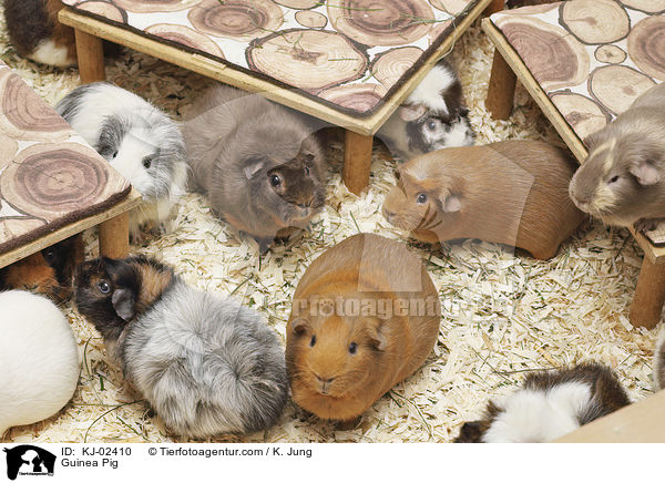 Guinea Pig / KJ-02410