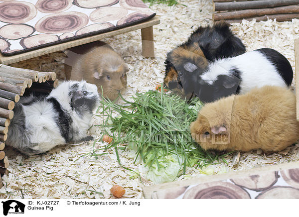 Meerschweinchen / Guinea Pig / KJ-02727
