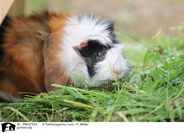Meerschweinchen / guinea pig / PM-07525