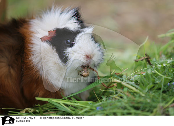 Meerschweinchen / guinea pig / PM-07526
