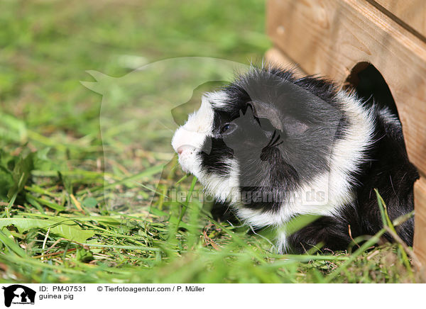 Meerschweinchen / guinea pig / PM-07531