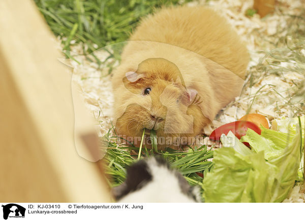 Lunkarya-Mix / Lunkarya-crossbreed / KJ-03410