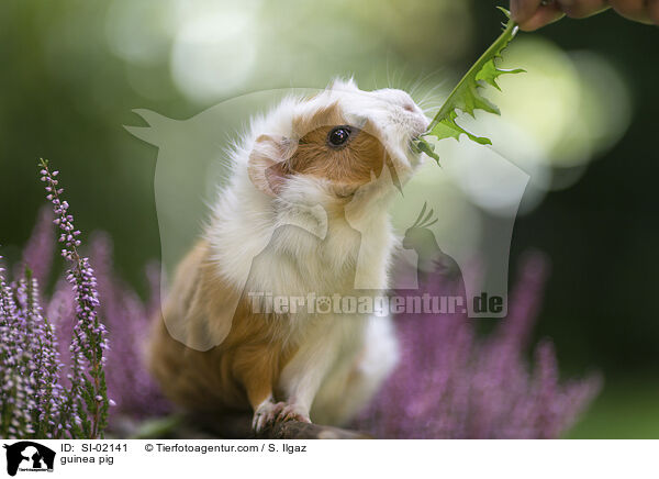 Meerschweinchen / guinea pig / SI-02141