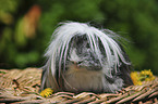 guinea pig