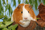 guinea pig