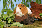 guinea pig