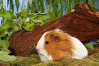 guinea pig