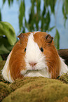 guinea pig