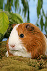 guinea pig