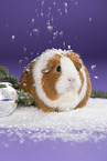 smooth-hairedm guinea pig